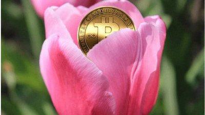 荷兰 郁金香事件,荷兰郁金香事件给投资者的启示-第1张图片-芝麻交易所下载