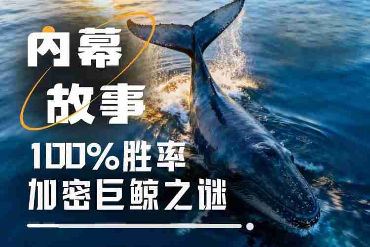 100%胜率巨鲸是如何炼成的?揭秘特 朗普派内幕人士真实身份